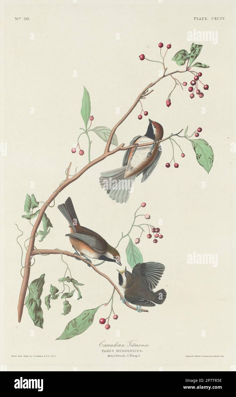 Titmouse canadese, 1834 di Robert Havell dopo John James Audubon Foto Stock