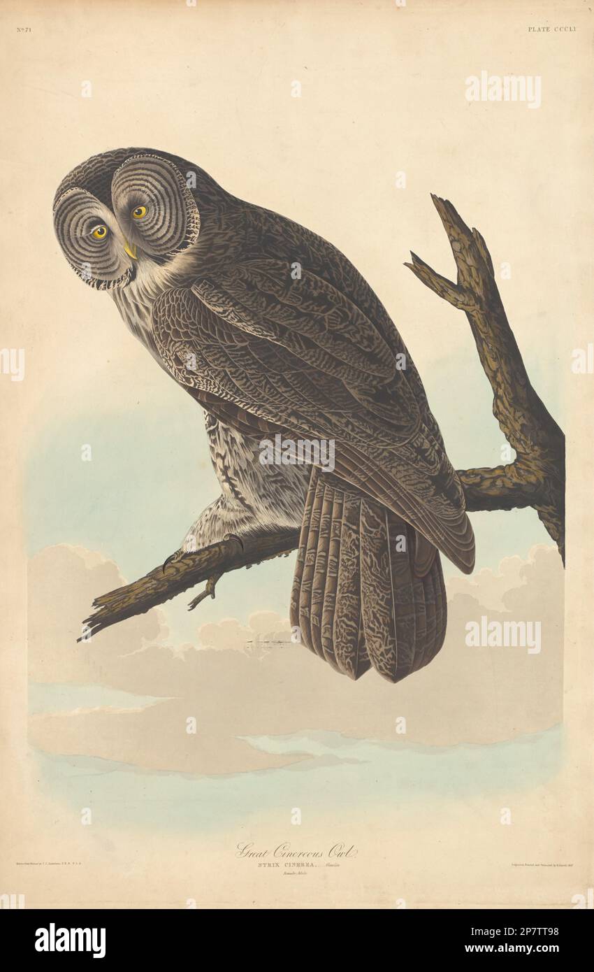 Grande gufo Cinereo, 1837 di Robert Havell dopo John James Audubon Foto Stock