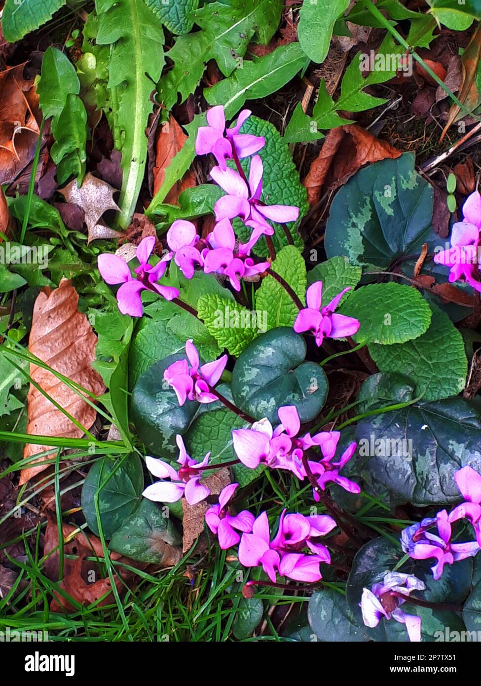 Piccoli fiori di ciclamino in una siepa su una strada tranquilla nella campagna intorno alla collina di Pendle nel Lancashire Foto Stock
