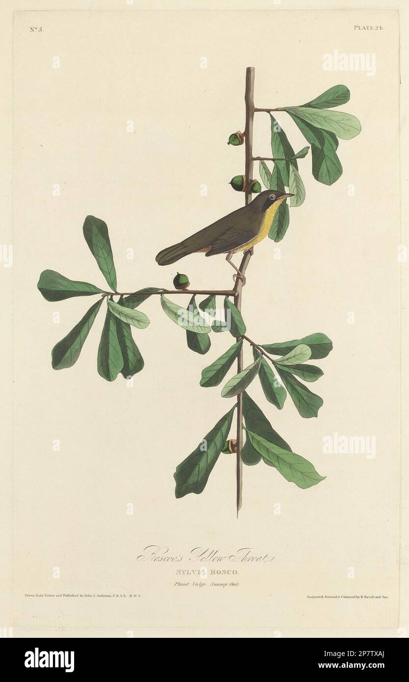 Gola gialla di Roscoe, 1827 di Robert Havell dopo John James Audubon Foto Stock