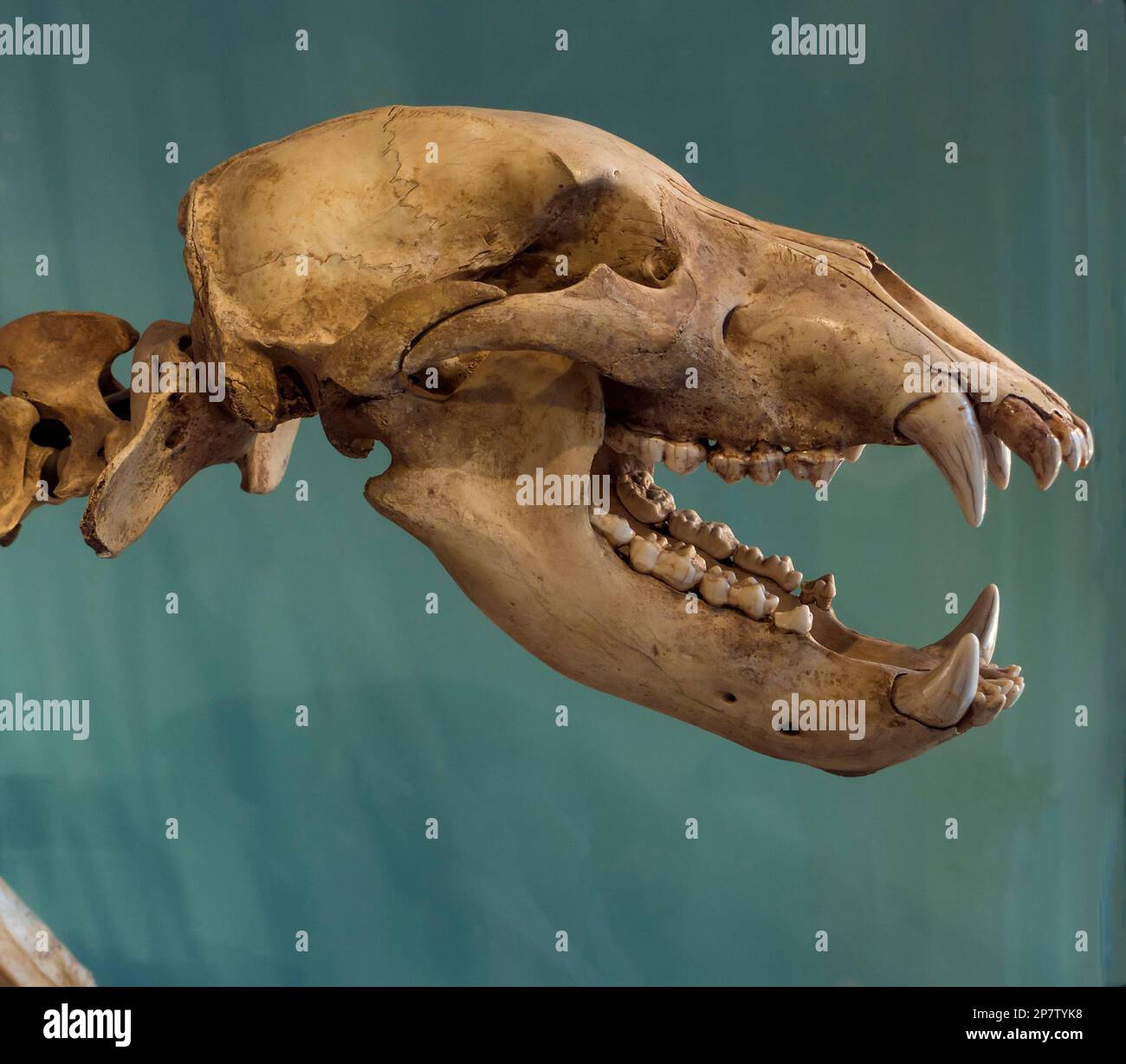 Fossile Cave Bear scheletro 40 - 100 mila anni Foto Stock
