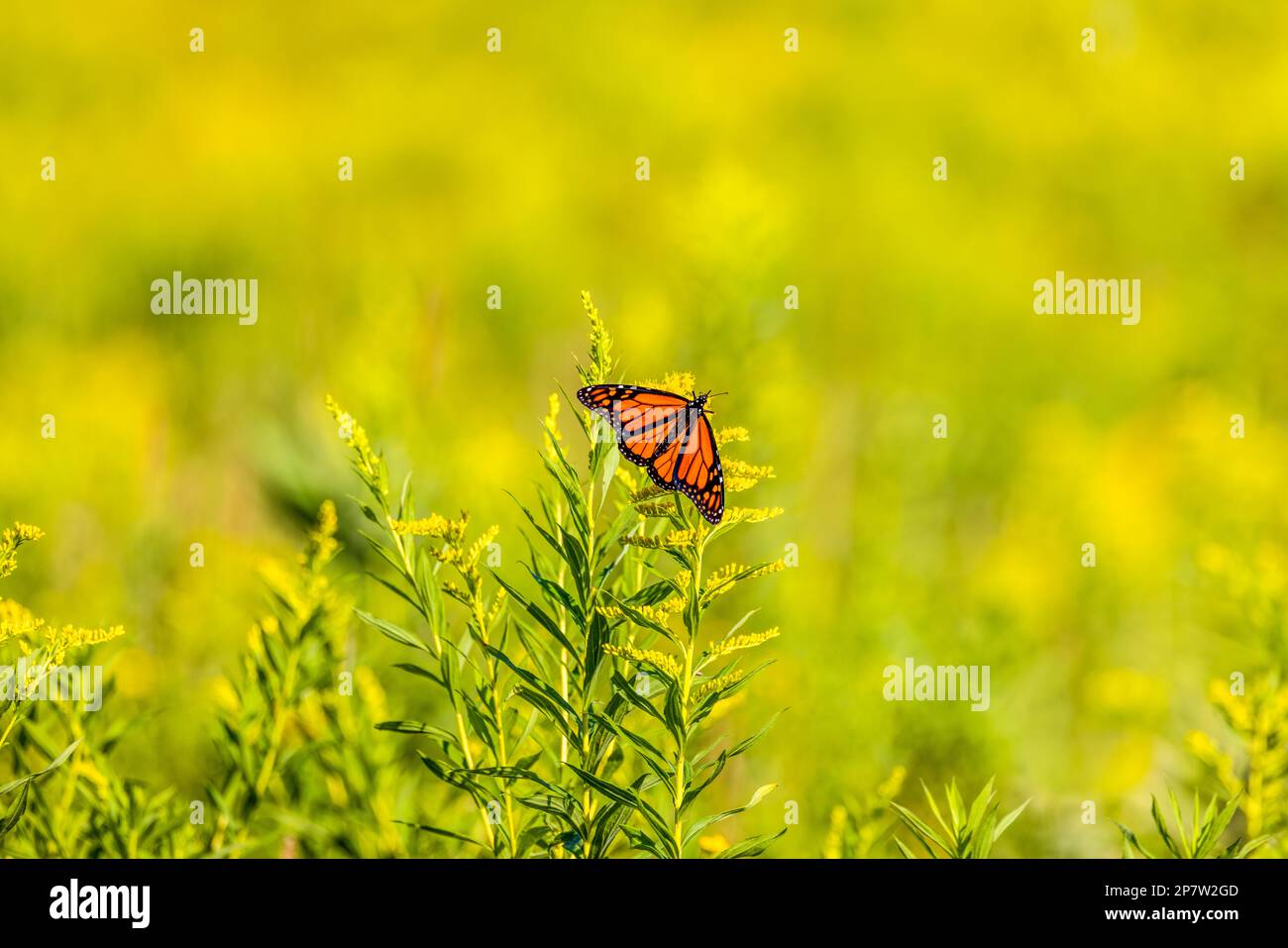 Farfalla Monarch su pianta di goldenrod in un prato del Wisconsin settentrionale. Foto Stock