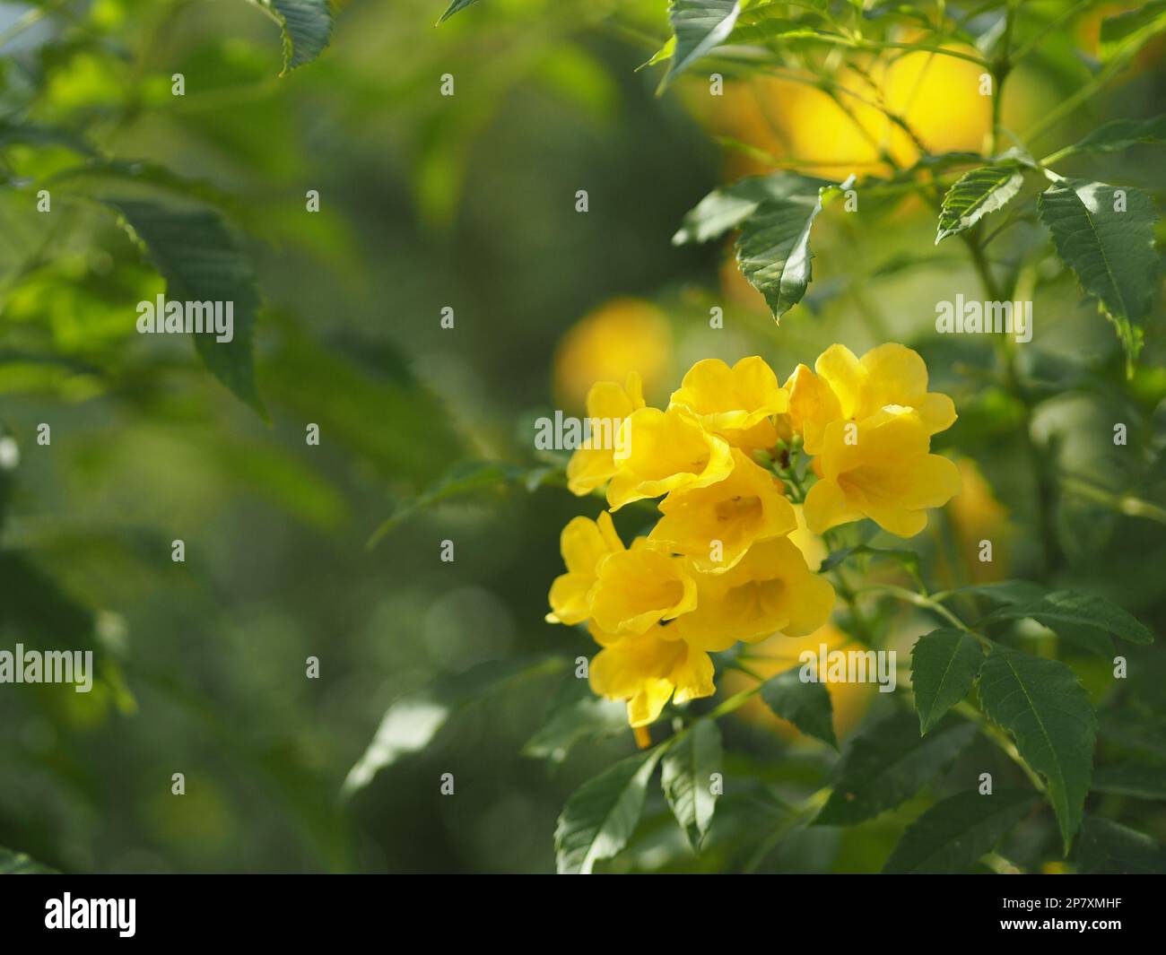 Giallo sambuco, Magnoliophyta, Angiospermae di nome oro di colore giallo fiore a campana, ellow sambuco, Trumpetbush, Tecoma stans sfocato di sfondo beaut Foto Stock