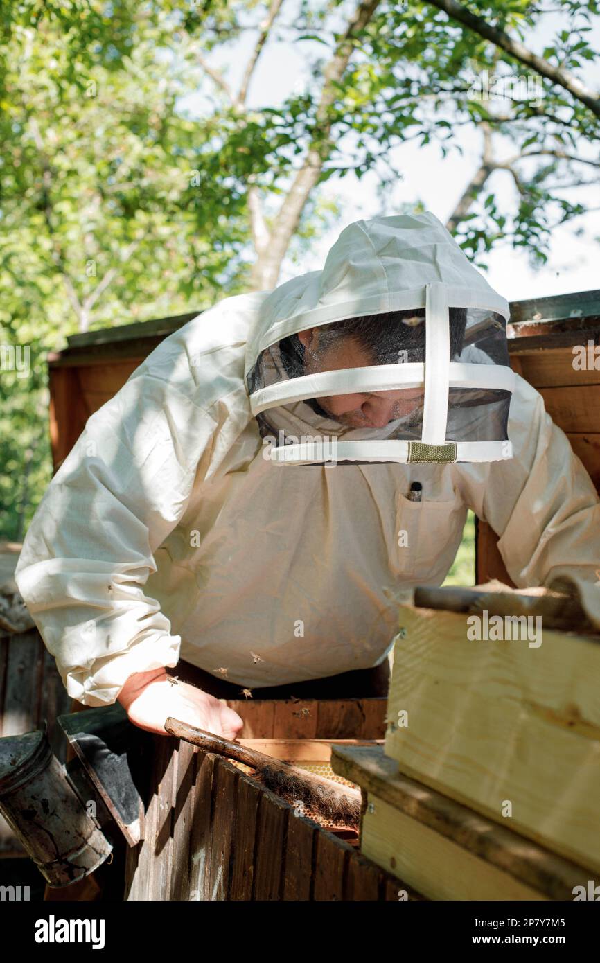 Apicoltore in tuta protettiva funziona con nido d'ape in un apiario.  Apicoltura in campagna. Agricoltura biologica Foto stock - Alamy