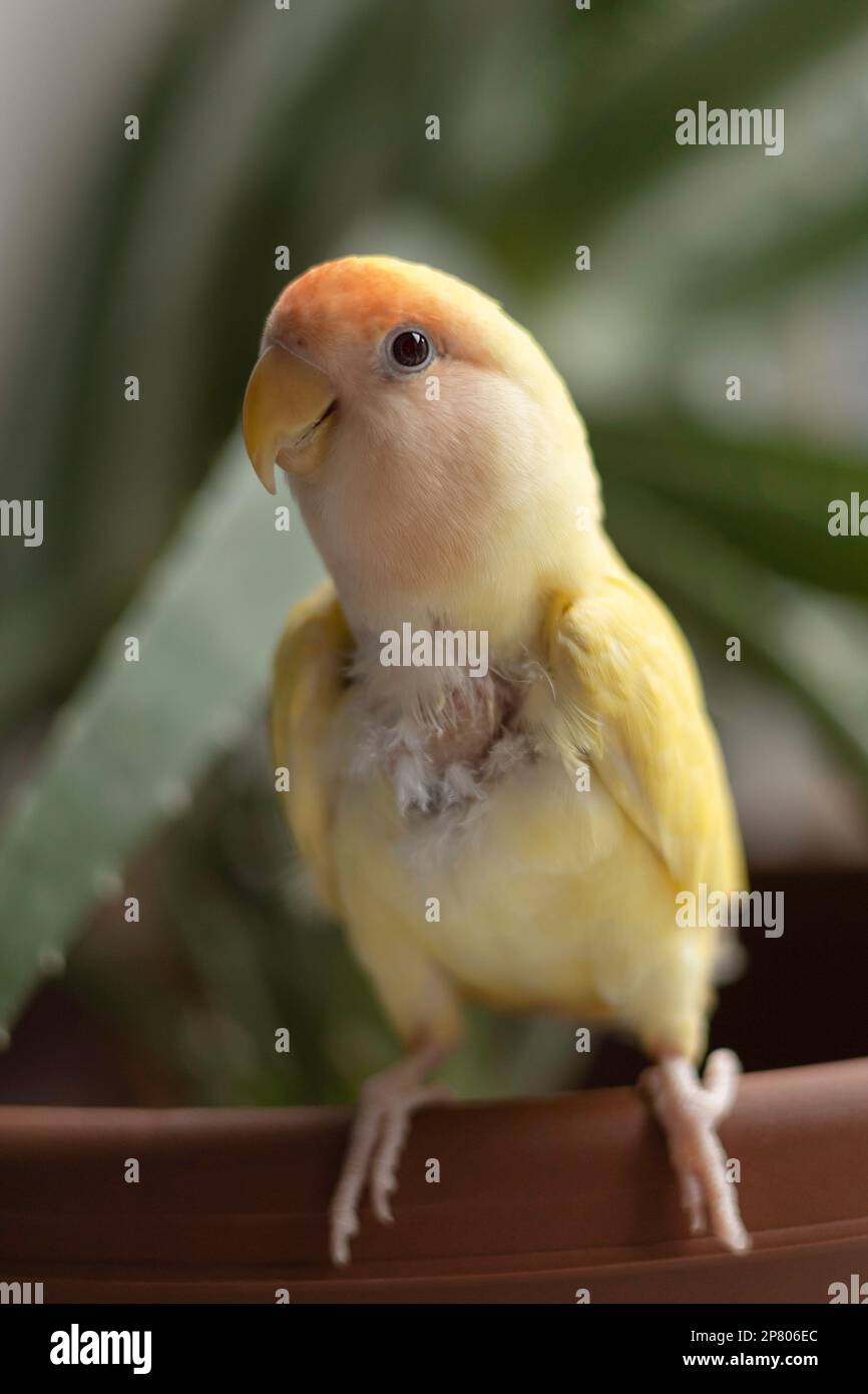 Salvato lutino lovebird. Foto Stock