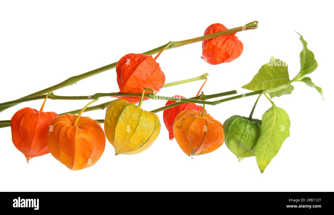 Rami Physalis con setti colorati su sfondo bianco Foto Stock