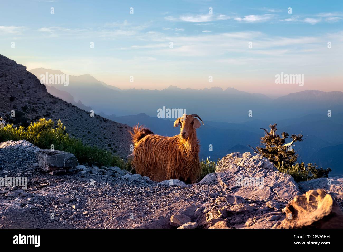 Capra al tramonto sulle montagne Hajar occidentali, Wadi Ban Auf, Ash Sharaf, Oman Foto Stock