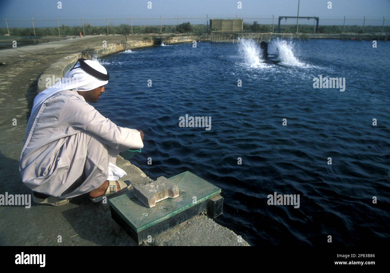 L'alimentazione araba dei pesci allevati presso il Centro Marino di Umm al-Quwain negli Emirati Arabi Uniti, 2008 Foto Stock