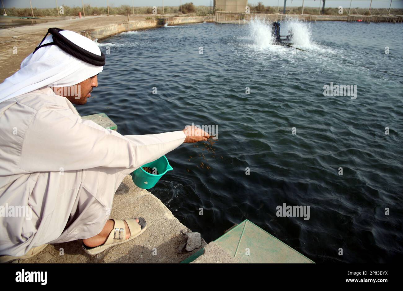 Nutrire i pesci allevati dal Centro di Ricerca Marina di Umm al-Quwain, Emirati Arabi Uniti, 2008 Foto Stock