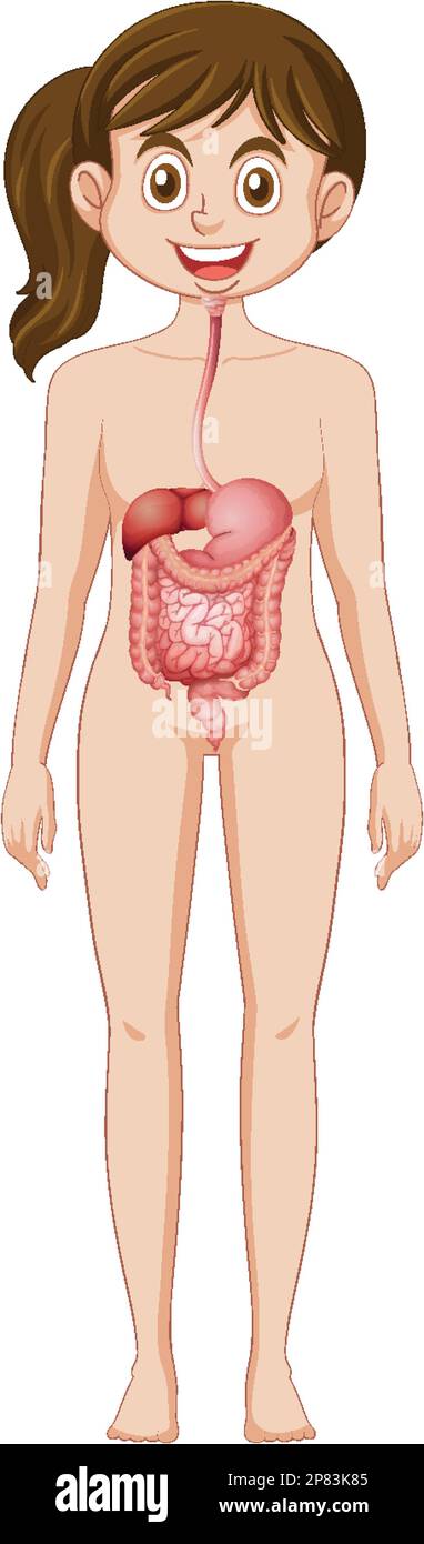 Donna sistema digestivo anatomia illustrazione Illustrazione Vettoriale