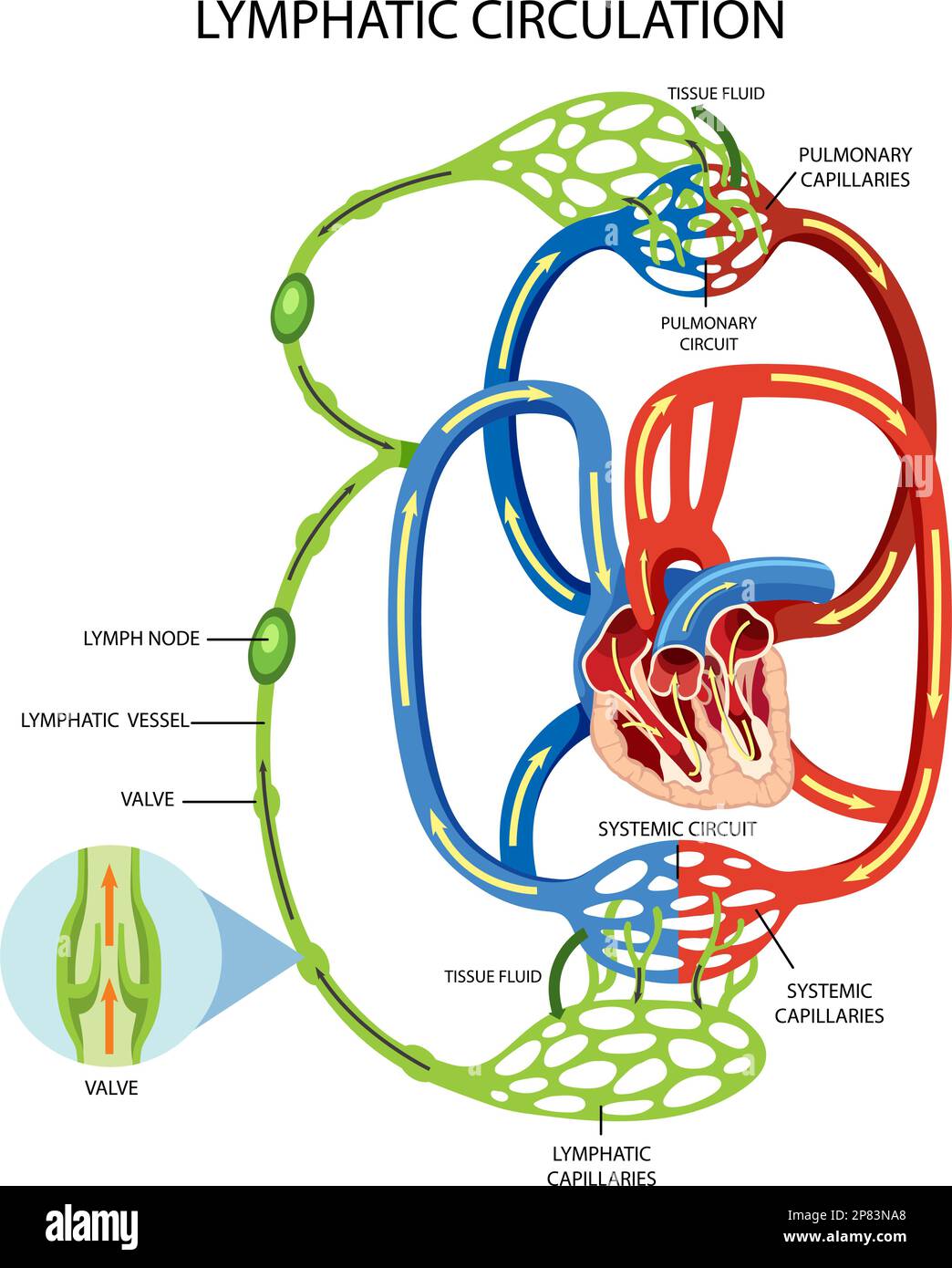 Illustrazione del sistema di circolazione linfatica Illustrazione Vettoriale