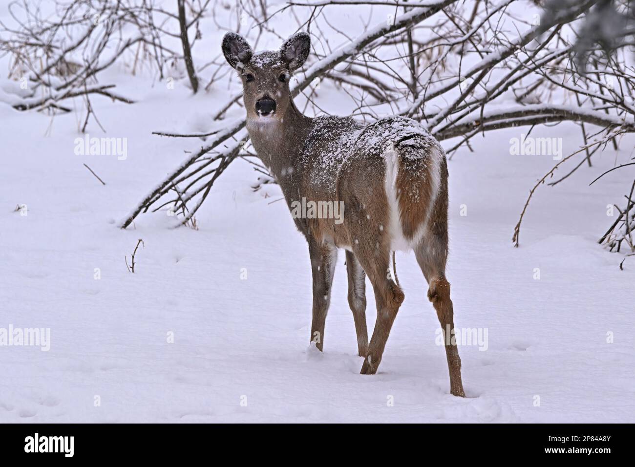 Un ritratto di un capriolo femminile dalla coda bianca 'Odocoileus virginianus', che guarda indietro nella neve fresca nel suo habitat boschivo nella zona rurale dell'Alberta Canada. Foto Stock
