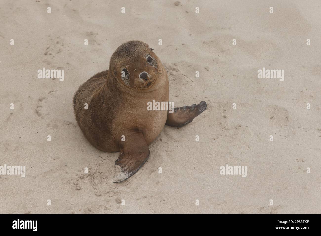 Kangaroo Island 2022 Foto Stock