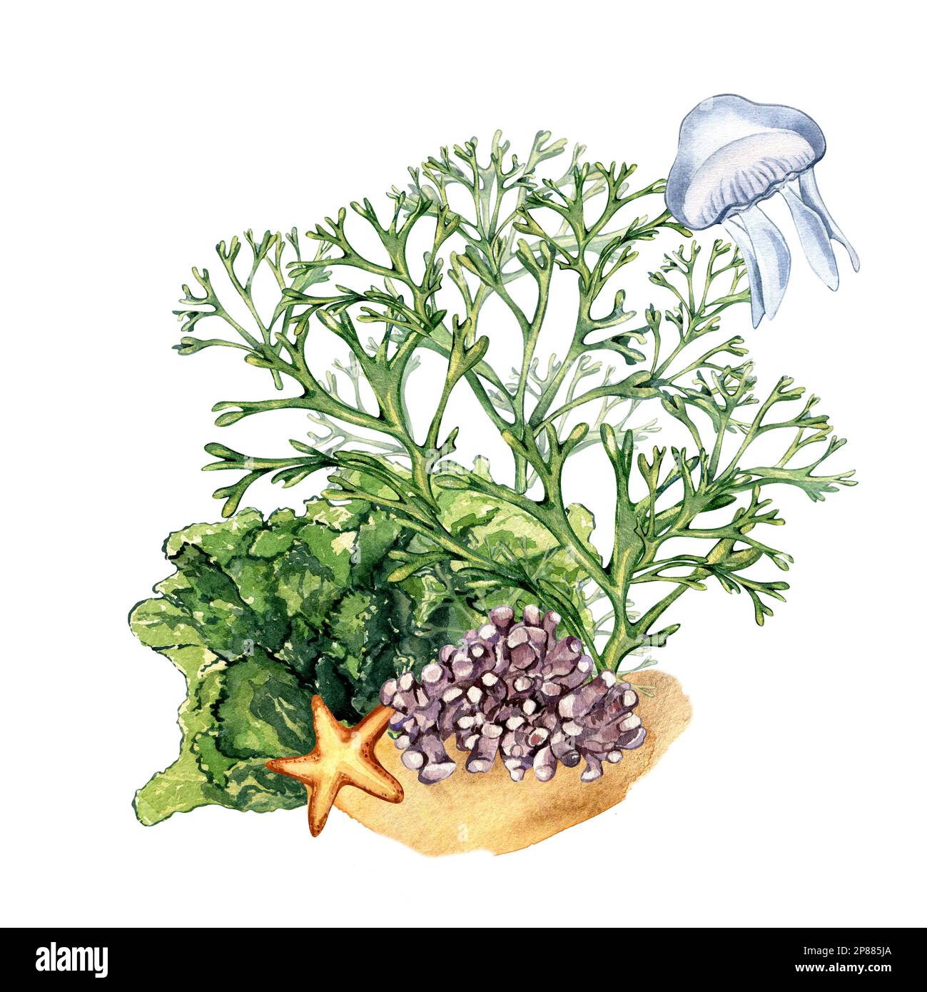 Composizione di piante di mare verde acquerello illustrazione isolata su bianco. Codium, meduse, corallo viola, ulva disegnato a mano. Elemento di design per packag Foto Stock