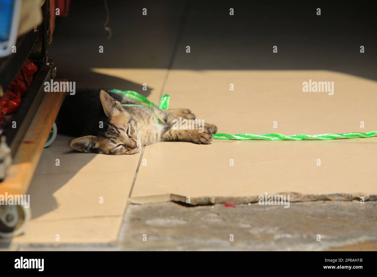 tabby piccolo gatto dormire sotto il sole sentirsi stanco dopo aver giocato con la corda Foto Stock