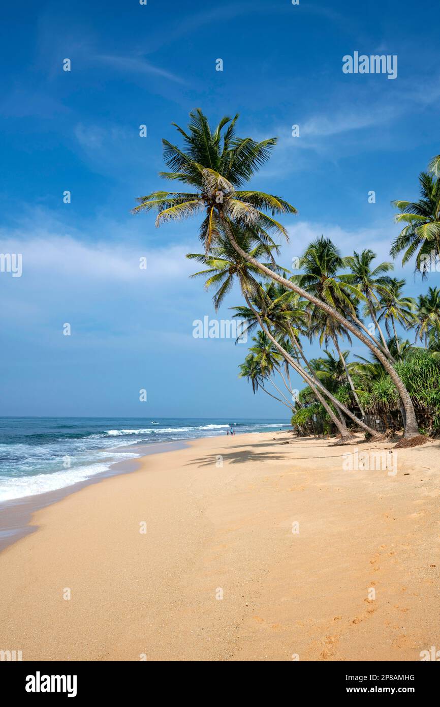 Sri Lanka, Provincia meridionale, Sud, Süd, Sud, océan, Ozean, oceano, plage, Strand, spiaggia, palmier, palmiers, Palme, Palmen, palme, palme Foto Stock