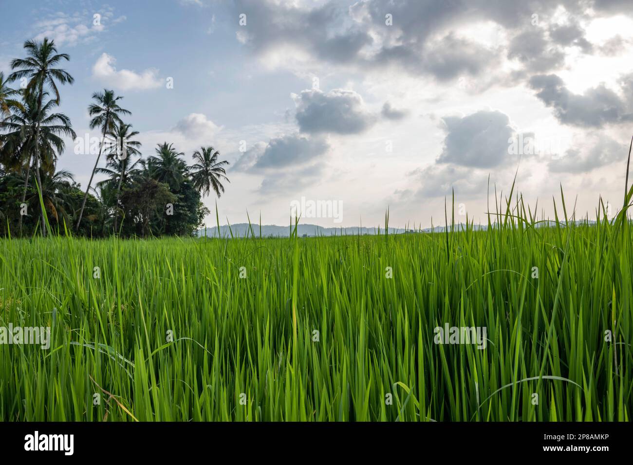 Sri Lanka, Provincia meridionale, Sud, Süd, Sud, plantation de riz, Anpflanzung von Reis, piantagione di riso, palmier, palmiers, Palme, Palmen, palma, palma tr Foto Stock