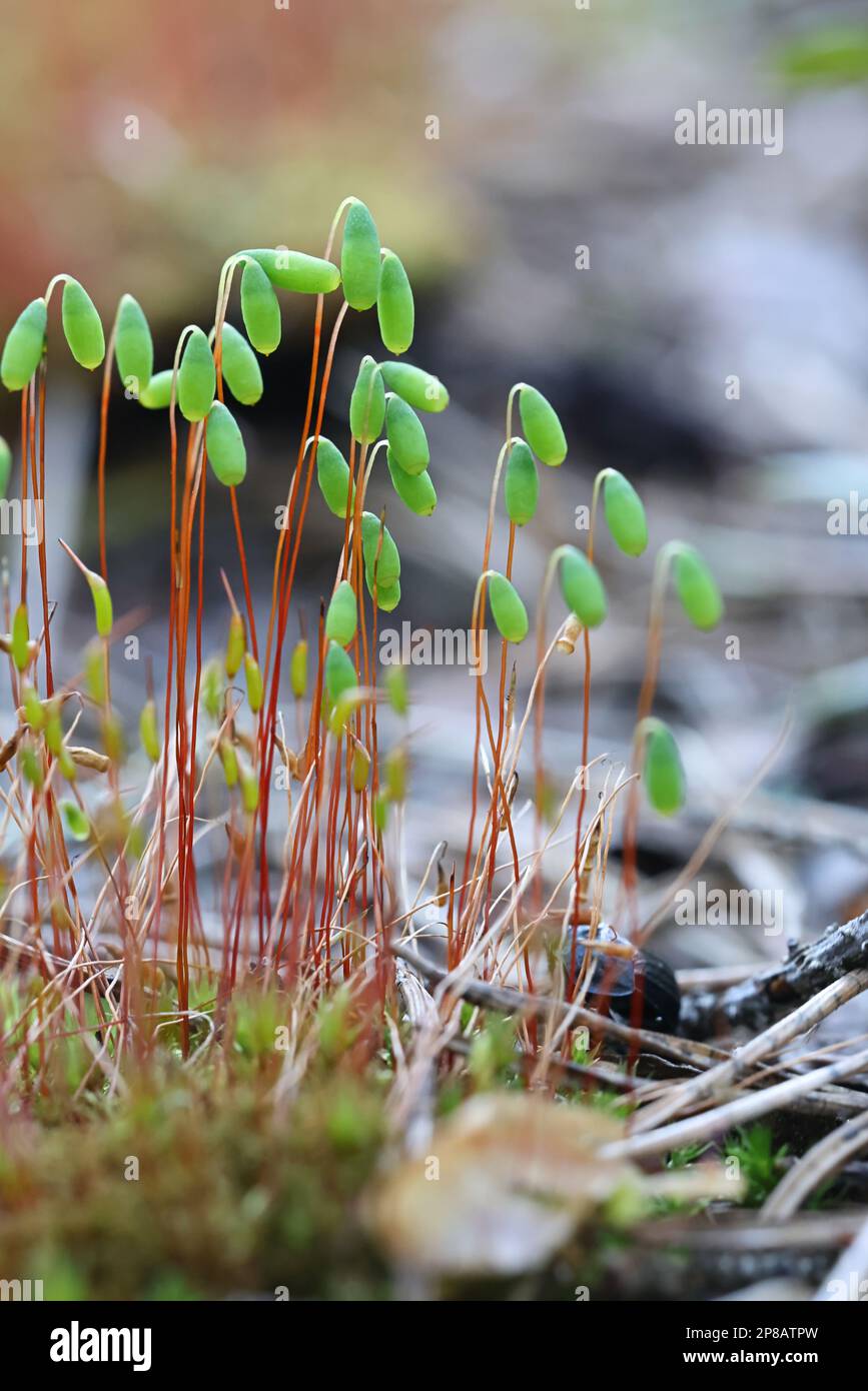 Pohlia nutans, muschio di pohlia con sporangia, immagine primaverile dalla Finlandia Foto Stock