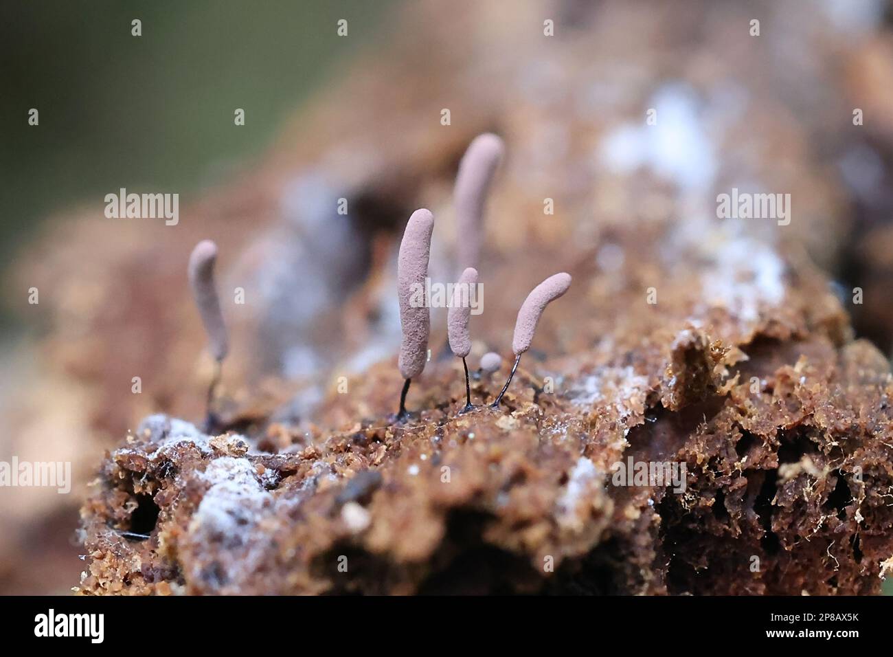 Stemonitopsis hyperopta, muffa di calce dalla Finlandia, nessun nome inglese comune Foto Stock