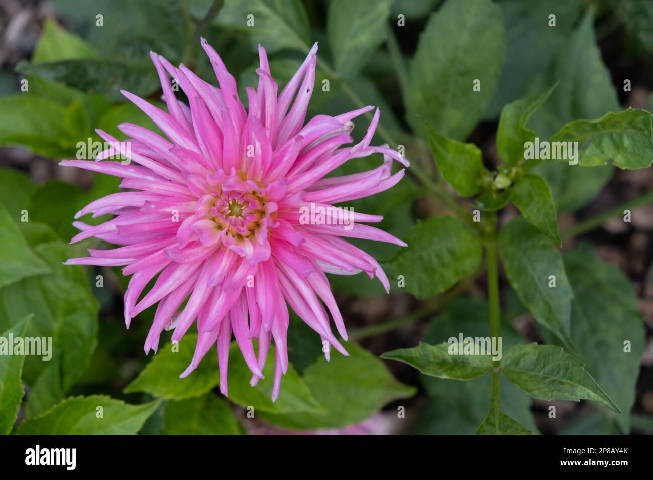 Primo piano di Dahlia Park Princess fiore circondato da verde fogliame. Dal rosa brillante sbiadendo al rosa pallido, semi-cactus. Foto Stock