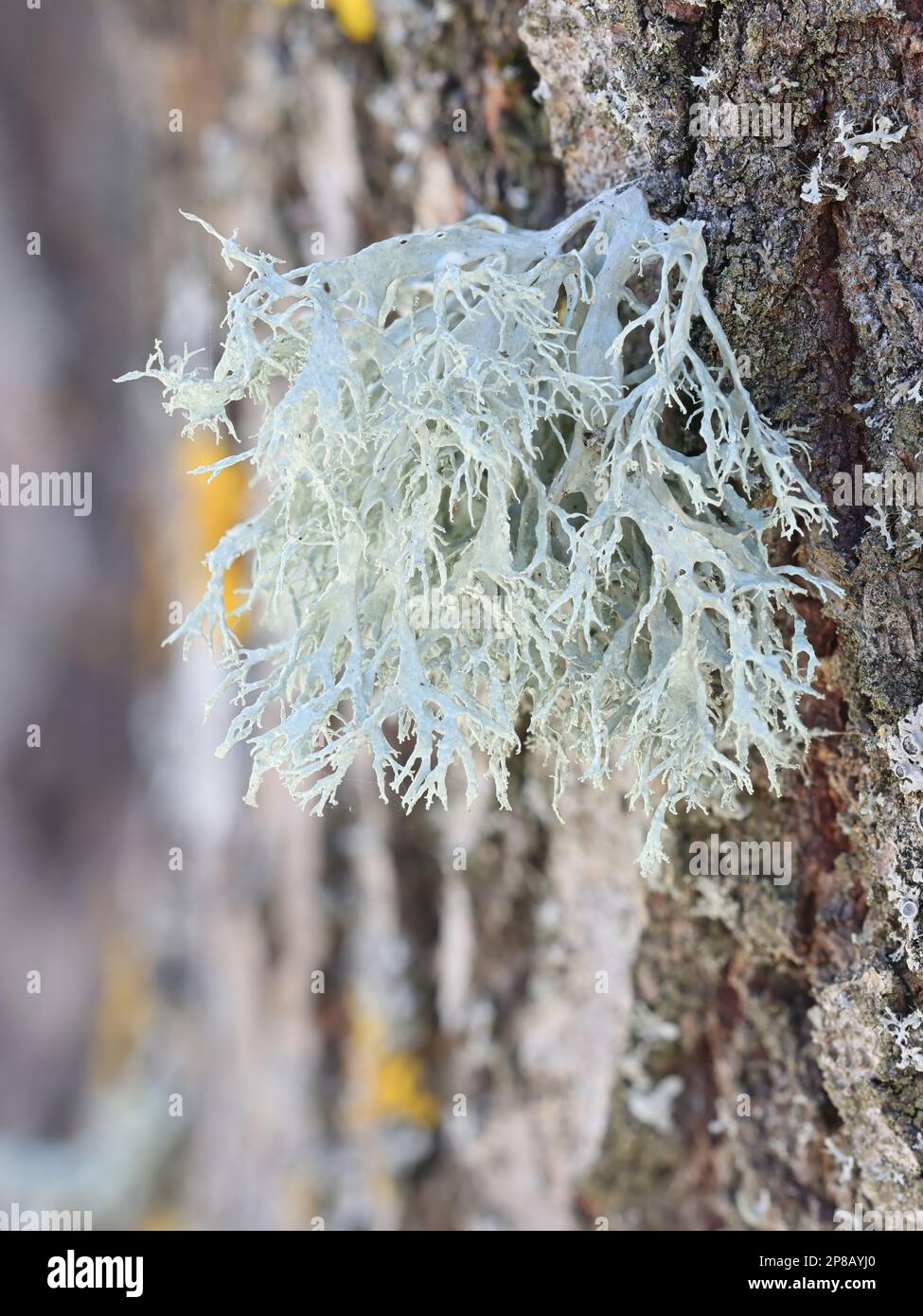 Evernia prunastri, noto anche come muschio di quercia, un bellissimo lichene ampiamente utilizzato in profumeria come fissativo Foto Stock