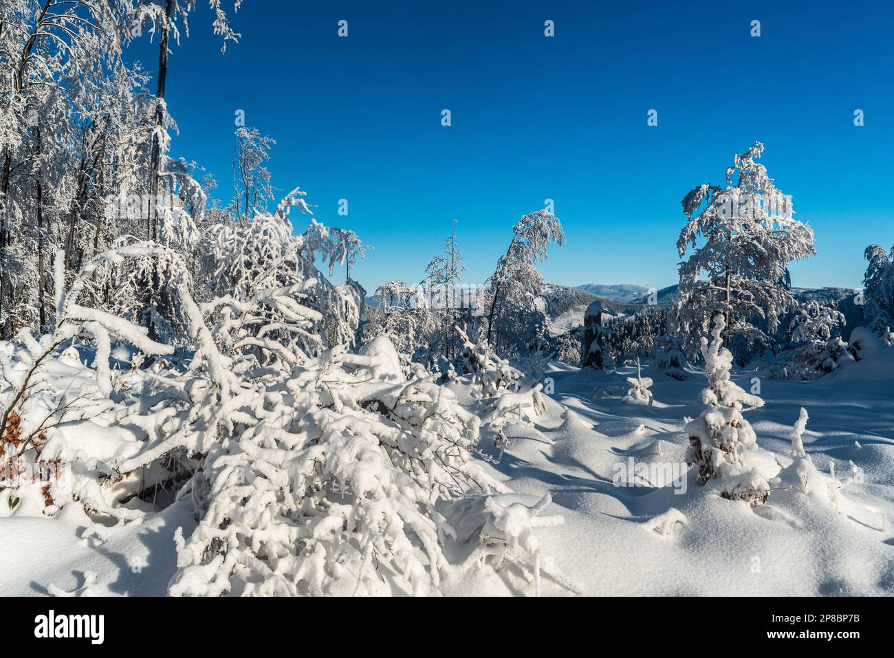Paesaggio montano invernale con alberi coperti di neve, colline e cielo limpido tra Kykula e Velka Raca colline in Kysucke Beskydy montagne sul polacco - slova Foto Stock