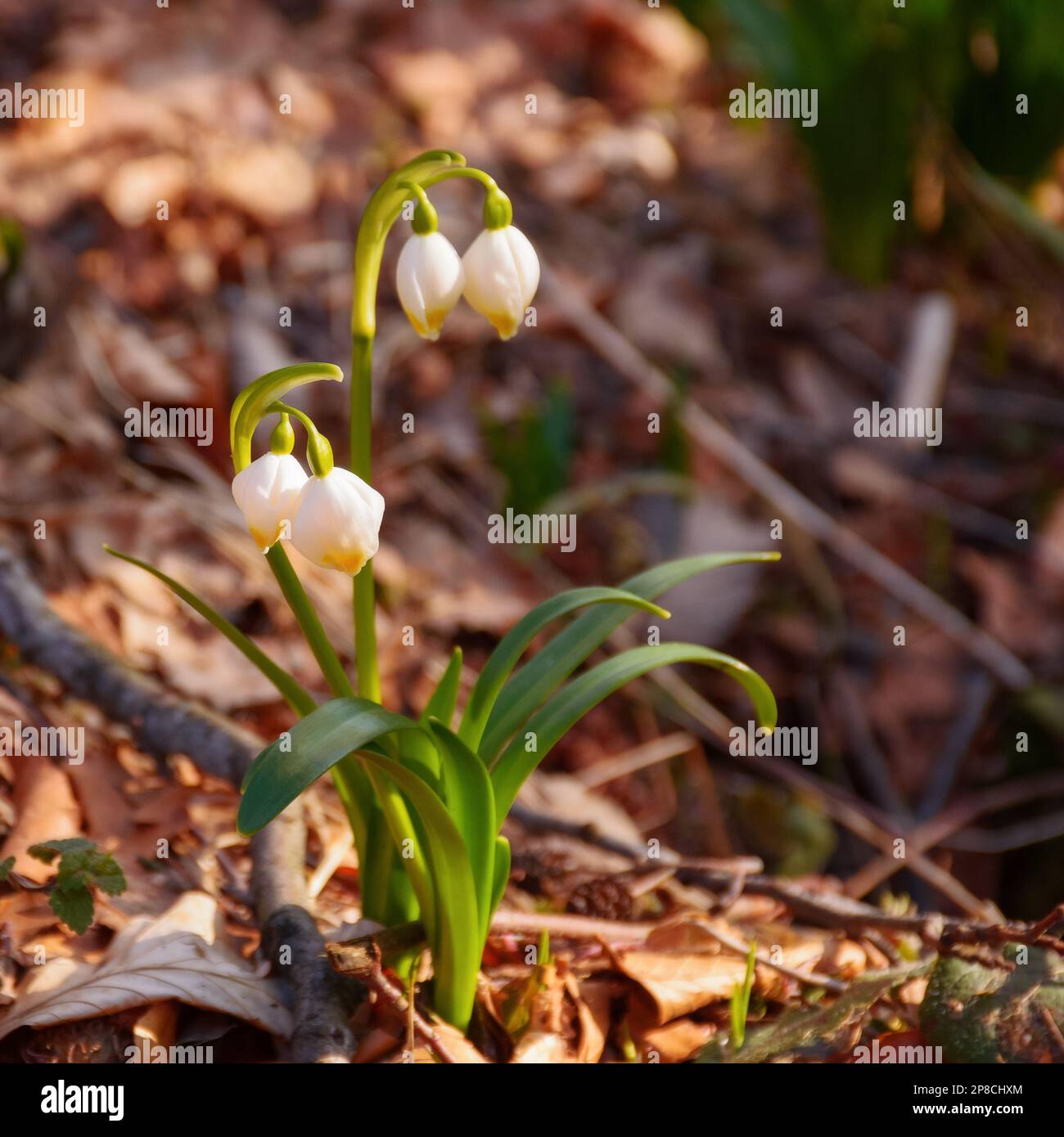 fiocco di neve estivo che fiorisce nella foresta. clima caldo e soleggiato Foto Stock