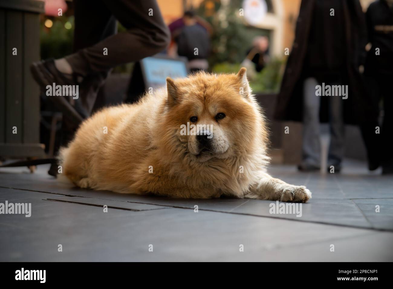 Dolce cane godendo la vita a Istanbul Foto Stock