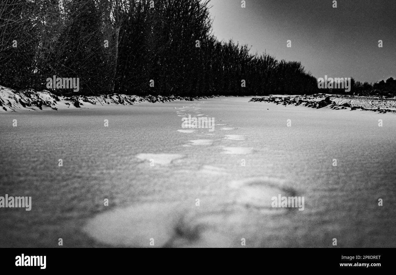 Impronte nella neve che formano un sentiero lungo una siepe di alberi Foto Stock