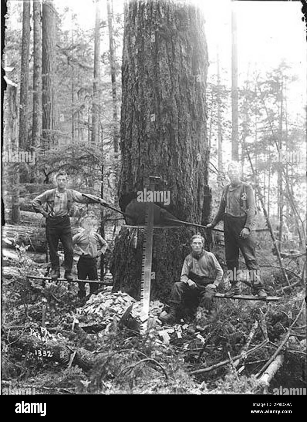 Quattro uomini con trampolini, sega a croce e assi di abbattimento intagliando l'albero, Snohomish County, ca. 1911 Foto Stock