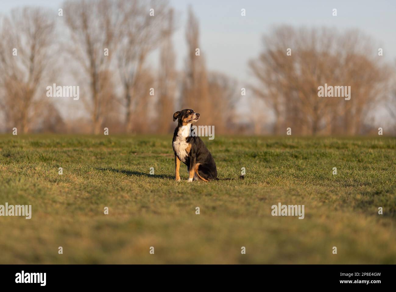 cane in posa all'aperto in primavera, appenzeller sennenhund Foto Stock