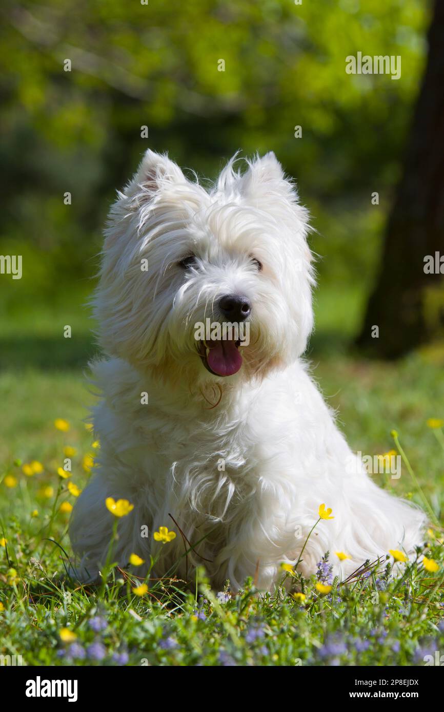West Highland White Terrier seduta in un parco in primavera Foto Stock