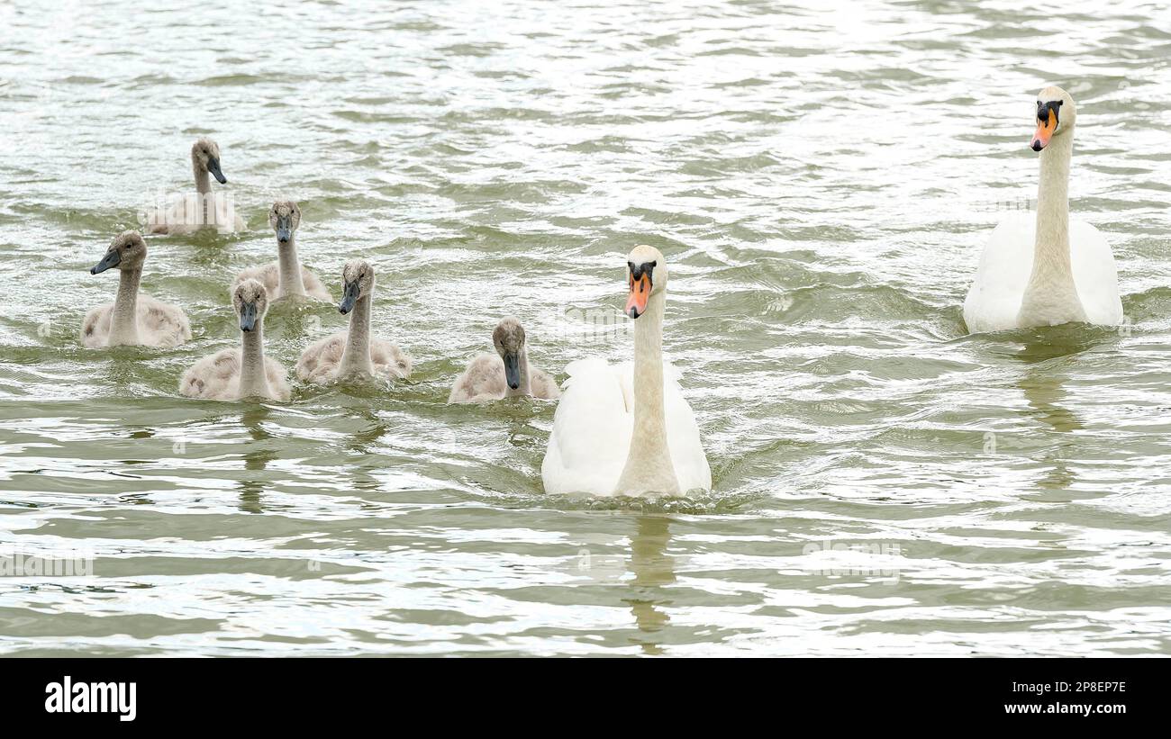 Famiglia di cigni che nuotano in un fiume, Inghilterra, Regno Unito Foto Stock