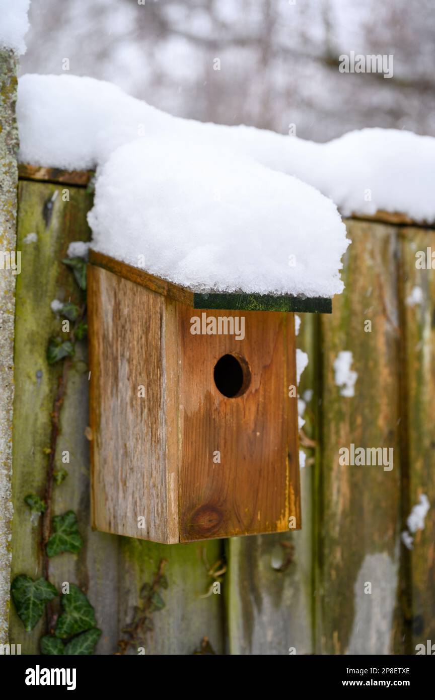 Scatola di nido di uccelli selvatici coperta di neve. Foto Stock