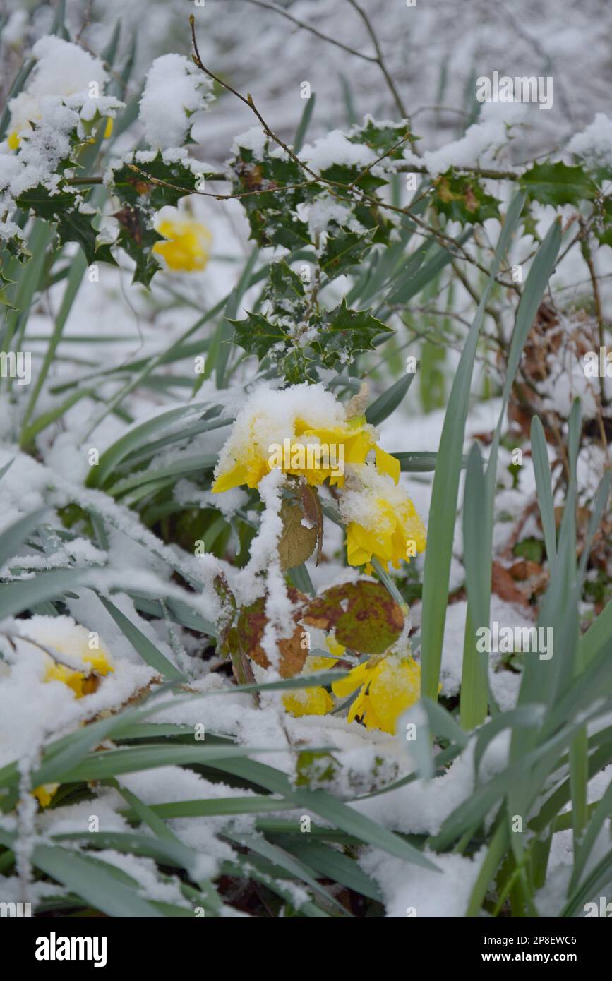 Shropshire, Regno Unito. 9th marzo 2022. Più neve ha continuato a cadere durante la notte, lasciando gran parte dello Shropshire coperto in circa 2 pollici (5cm) di neve e temperature che rimangono appena sotto congelamento. Le narcisi avevano già cominciato a fiorire prima che la neve cadesse. G.P.Essex/Alamy Live News Foto Stock