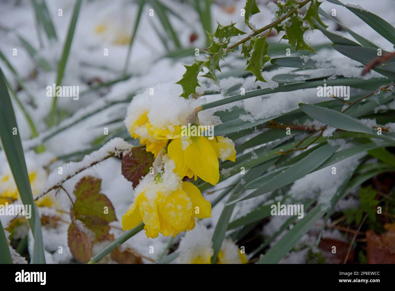 Shropshire, Regno Unito. 9th marzo 2022. Più neve ha continuato a cadere durante la notte, lasciando gran parte dello Shropshire coperto in circa 2 pollici (5cm) di neve e temperature che rimangono appena sotto congelamento. Le narcisi avevano già cominciato a fiorire prima che la neve cadesse. G.P.Essex/Alamy Live News Foto Stock