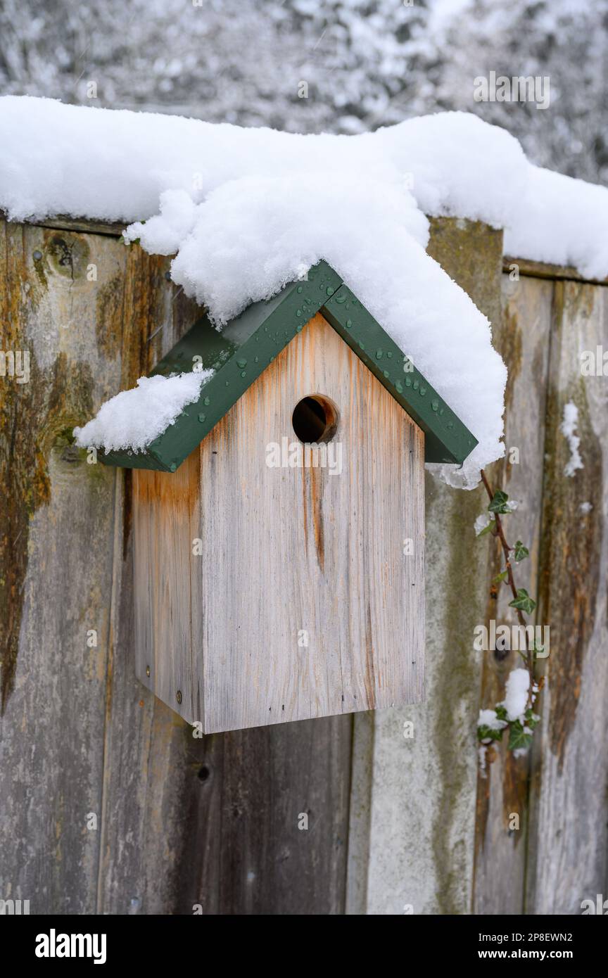 Scatola di nido di uccelli selvatici coperta di neve. Foto Stock