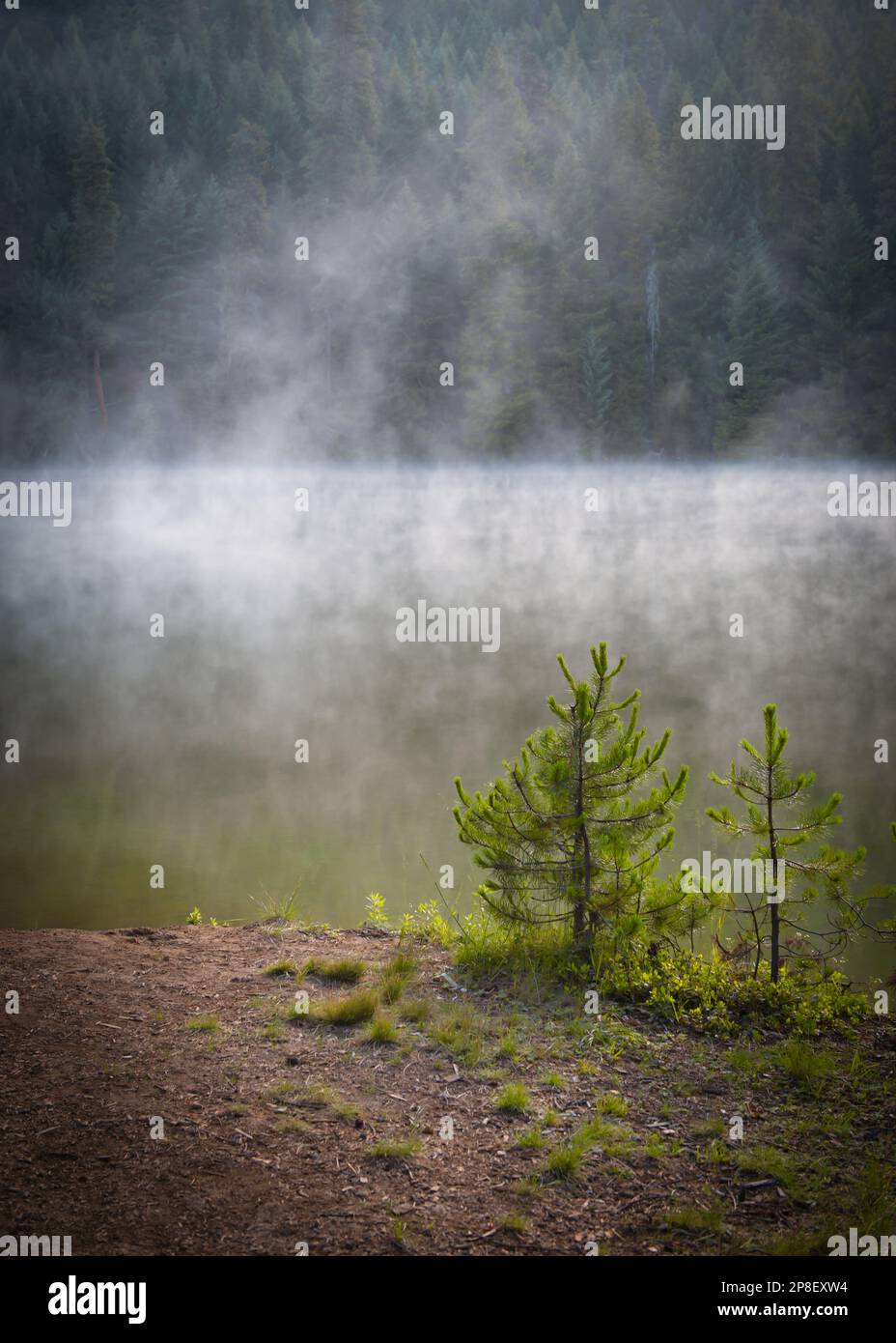 Due piccoli pini che crescono nella nebbia sulla riva del lago Lemolo, Oregon, USA Foto Stock