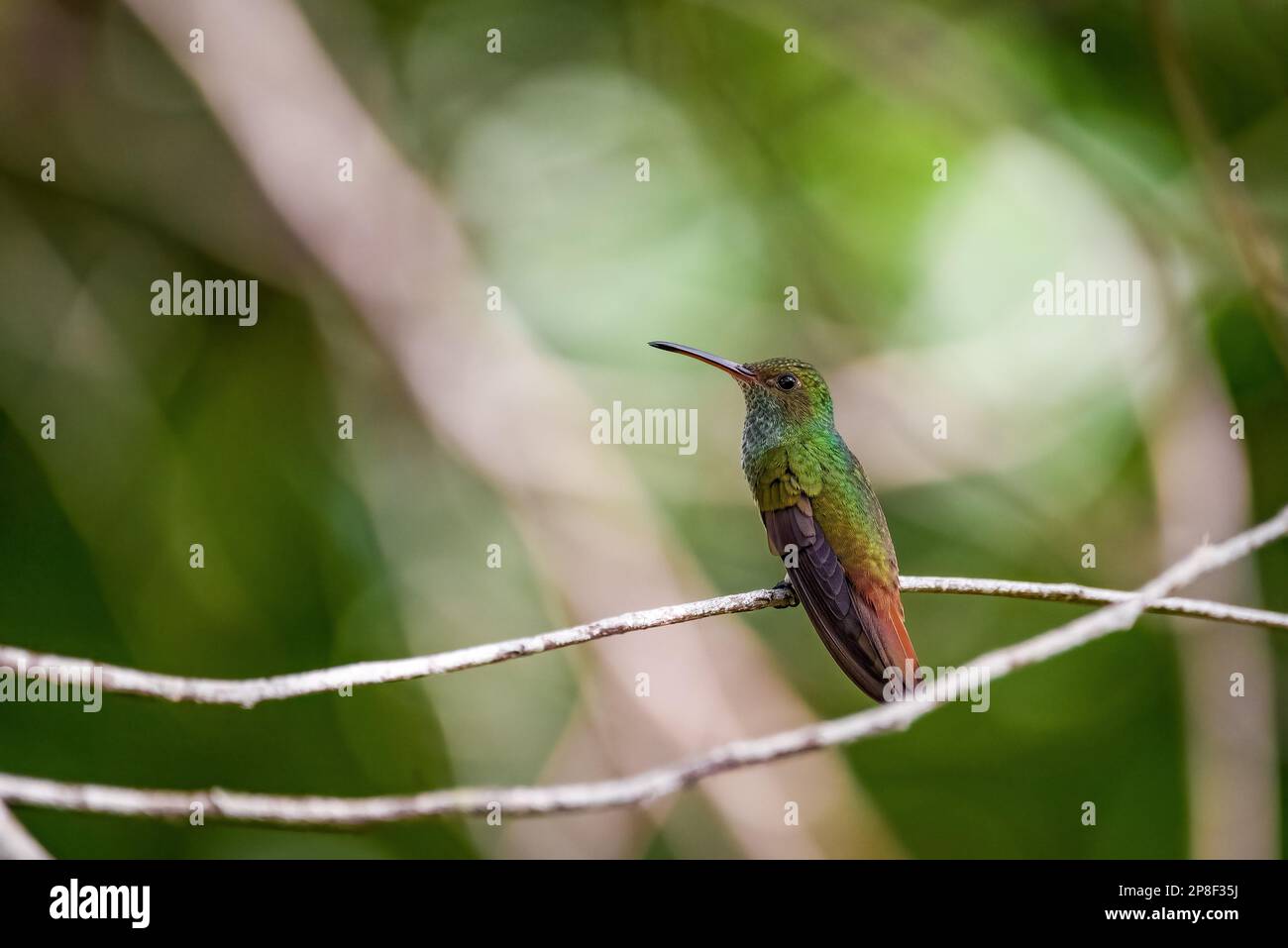 hummingbird su un fiore Foto Stock