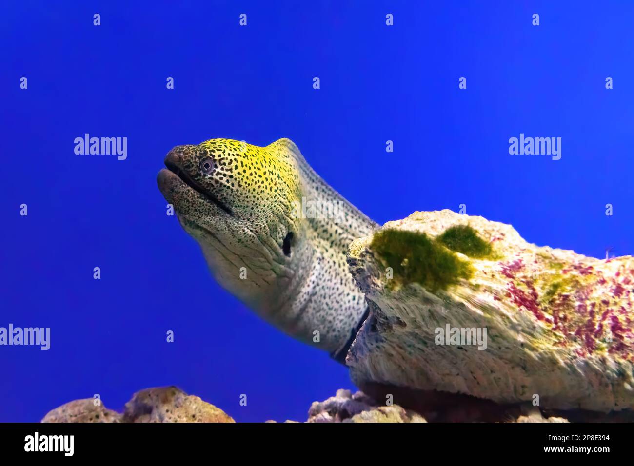 Gymnothorax kidako o kidako moray pesci che nuotano dal suo nascondiglio in acquario, piscina oceanarium con barriera corallina Foto Stock
