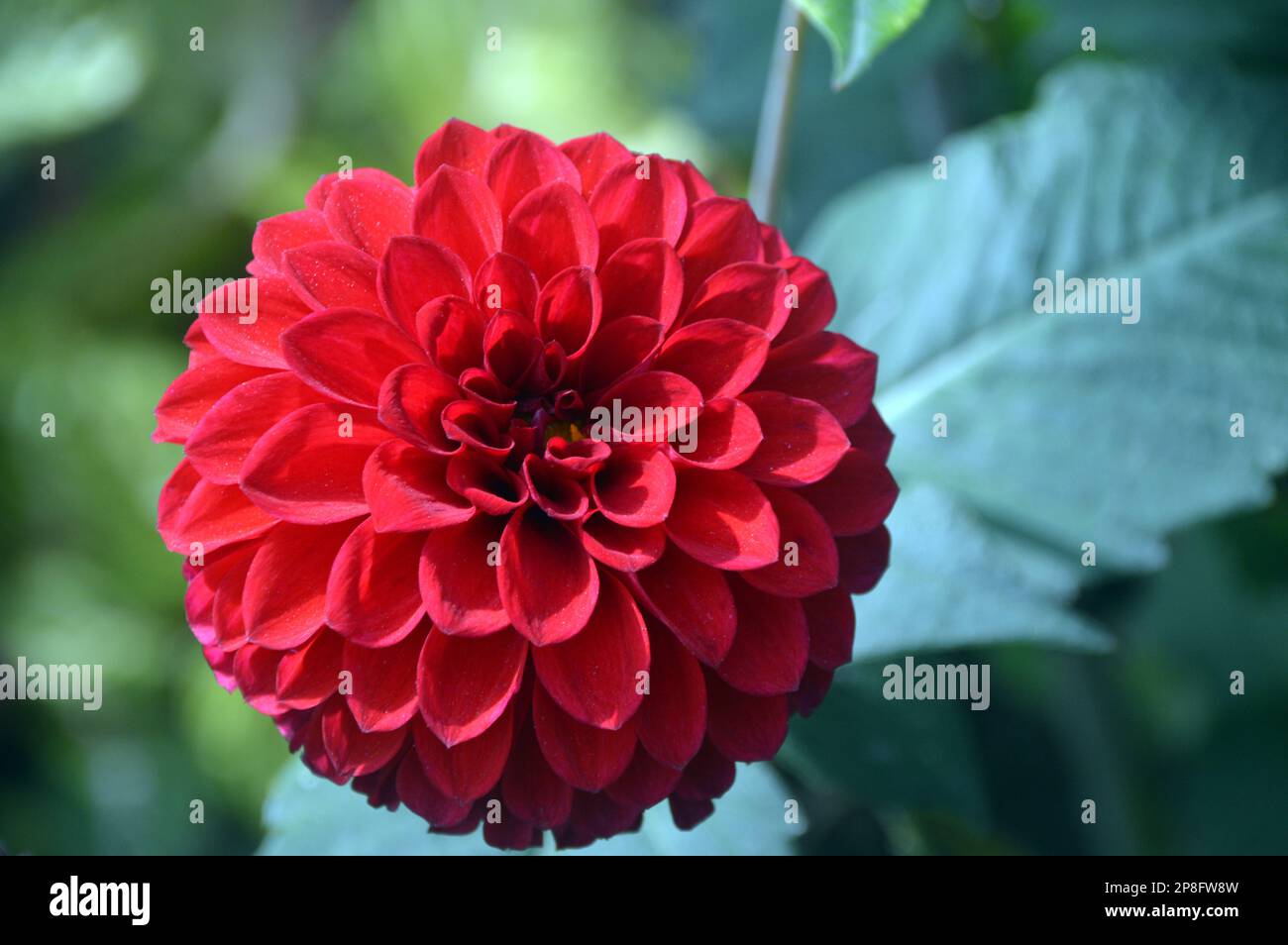 Singolo piccolo Red Dahlia 'Carstone Ruby' Fiore cresciuto a RHS Garden Harlow Carr, Harrogate, Yorkshire. Inghilterra, Regno Unito. Foto Stock