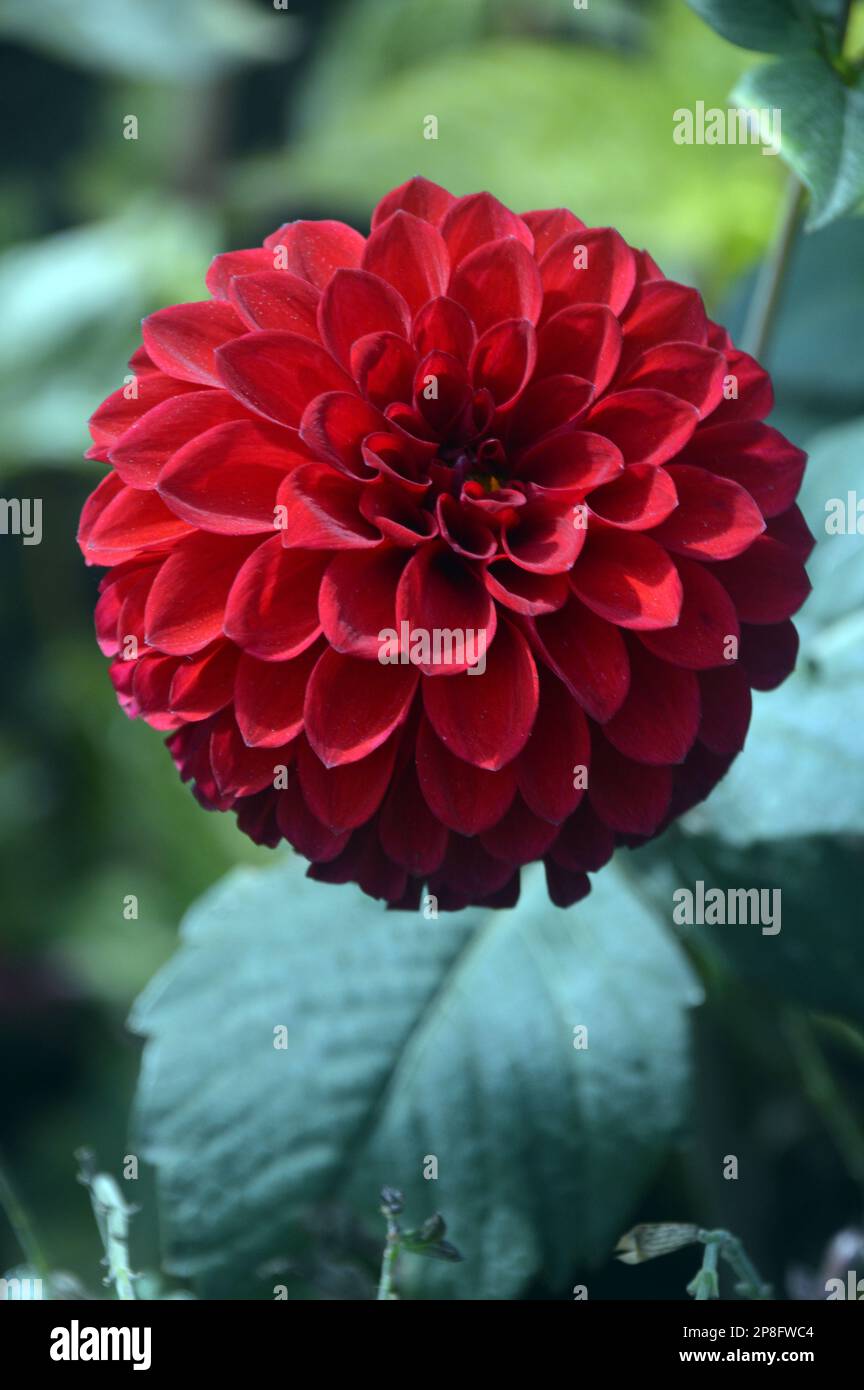 Singolo piccolo Red Dahlia 'Carstone Ruby' Fiore cresciuto a RHS Garden Harlow Carr, Harrogate, Yorkshire. Inghilterra, Regno Unito. Foto Stock