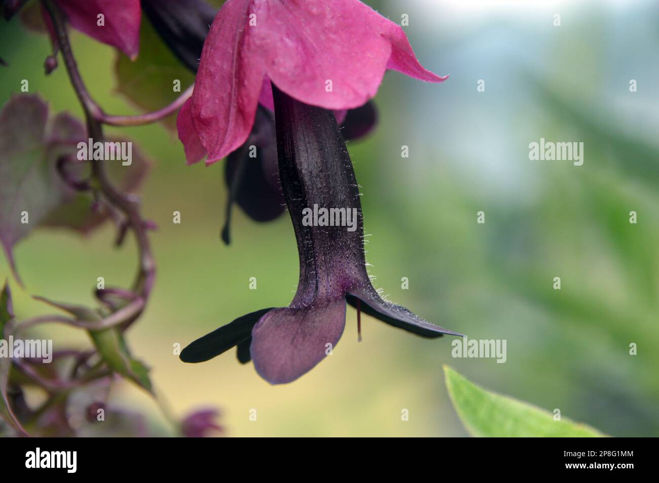 Singolo fiore di Rhodochiton Atrosanguineus (vite di Campana Viola) cresciuto a RHS Garden Harlow Carr, Harrogate, Yorkshire. Inghilterra, Regno Unito. Foto Stock