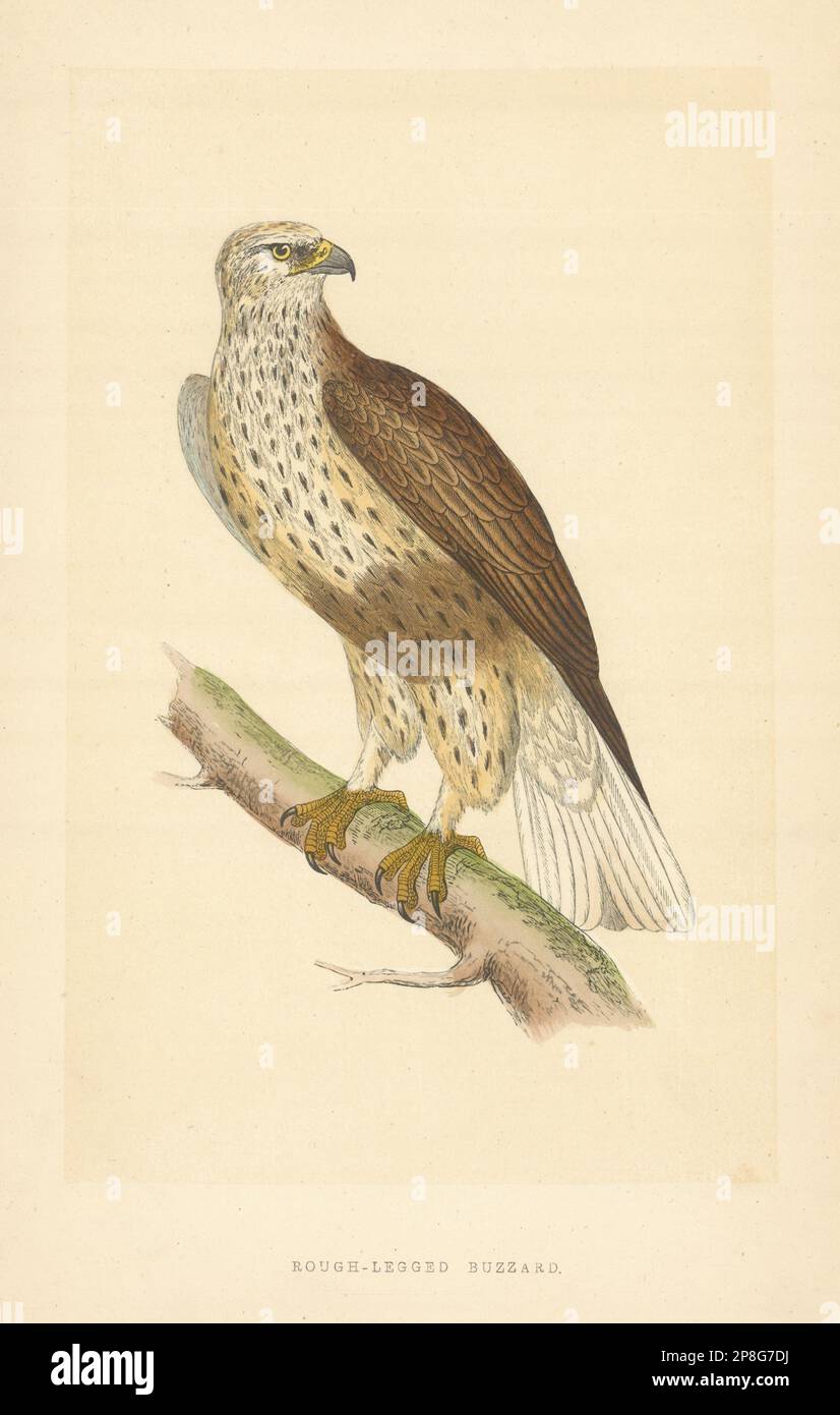 Buzzard a zampe ruvide. Morris's British Birds. Stampa a colori antica 1868 Foto Stock