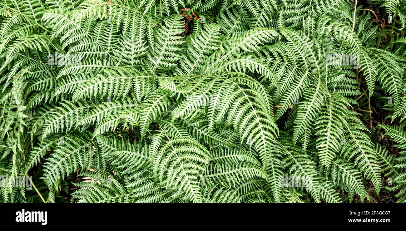 Vegetazione densa Vista delle foglie di Fern alla foresta sfondo testurizzato Foto Stock