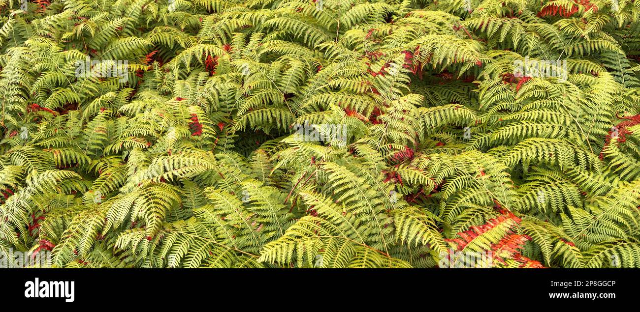 Vegetazione densa Vista delle foglie di Fern alla foresta sfondo testurizzato Foto Stock