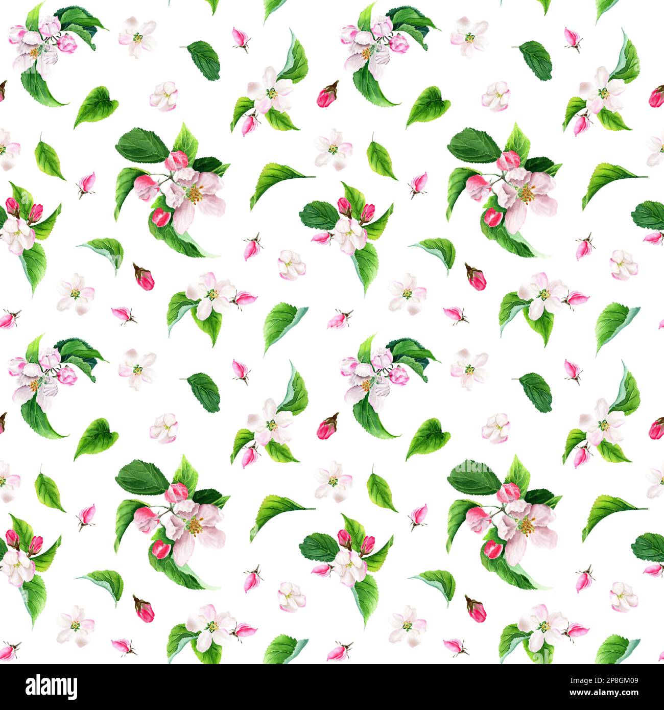 Modello senza cuciture con fiori di mela. Illustrazione acquerello isolata su sfondo bianco. Foto Stock