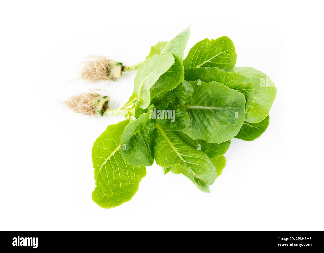 Cuccioli freschi (lattuga) con radici su sfondo bianco Foto Stock