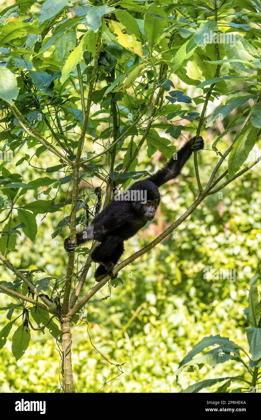Baby gorilla di montagna, gorilla berengei berengei, oscilla gli alberi della foresta pluviale nella foresta impenetrabile di Bwindi, Uganda. Foto Stock