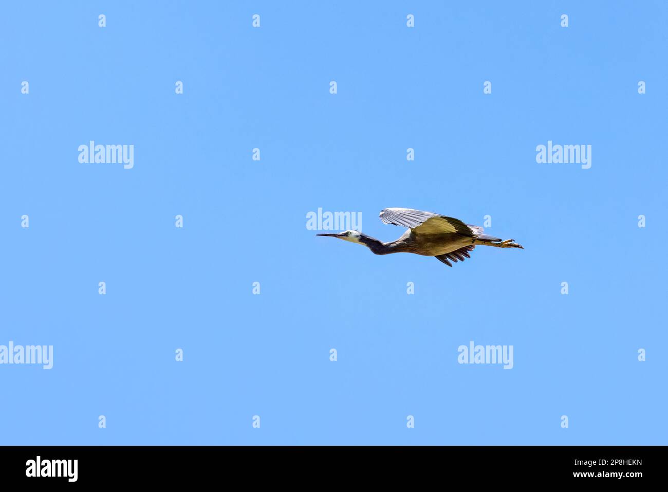 Un airone adulto di faccia bianca, egretta novaehollandiae, conosciuto anche come airone di faccia bianca, in volo sopra il cielo blu chiaro. sfondo con spazio per te Foto Stock